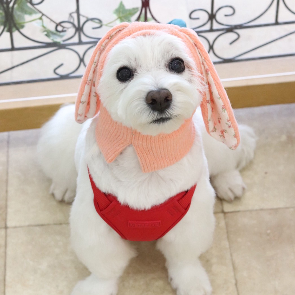 卒業犬ベラちゃんの近況♪